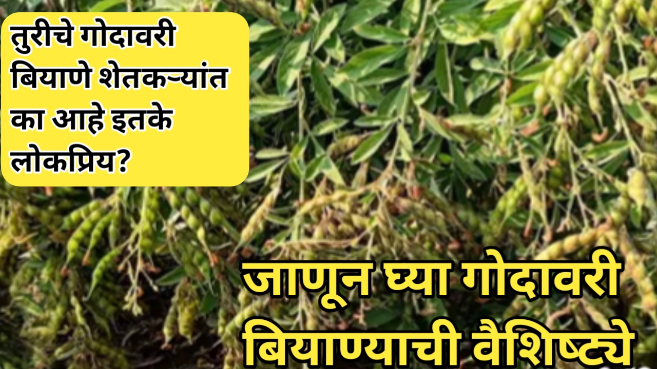 तुरीचे गोदावरी बियाणे देते एकरी 19 क्विंटल पर्यंत उत्पादन