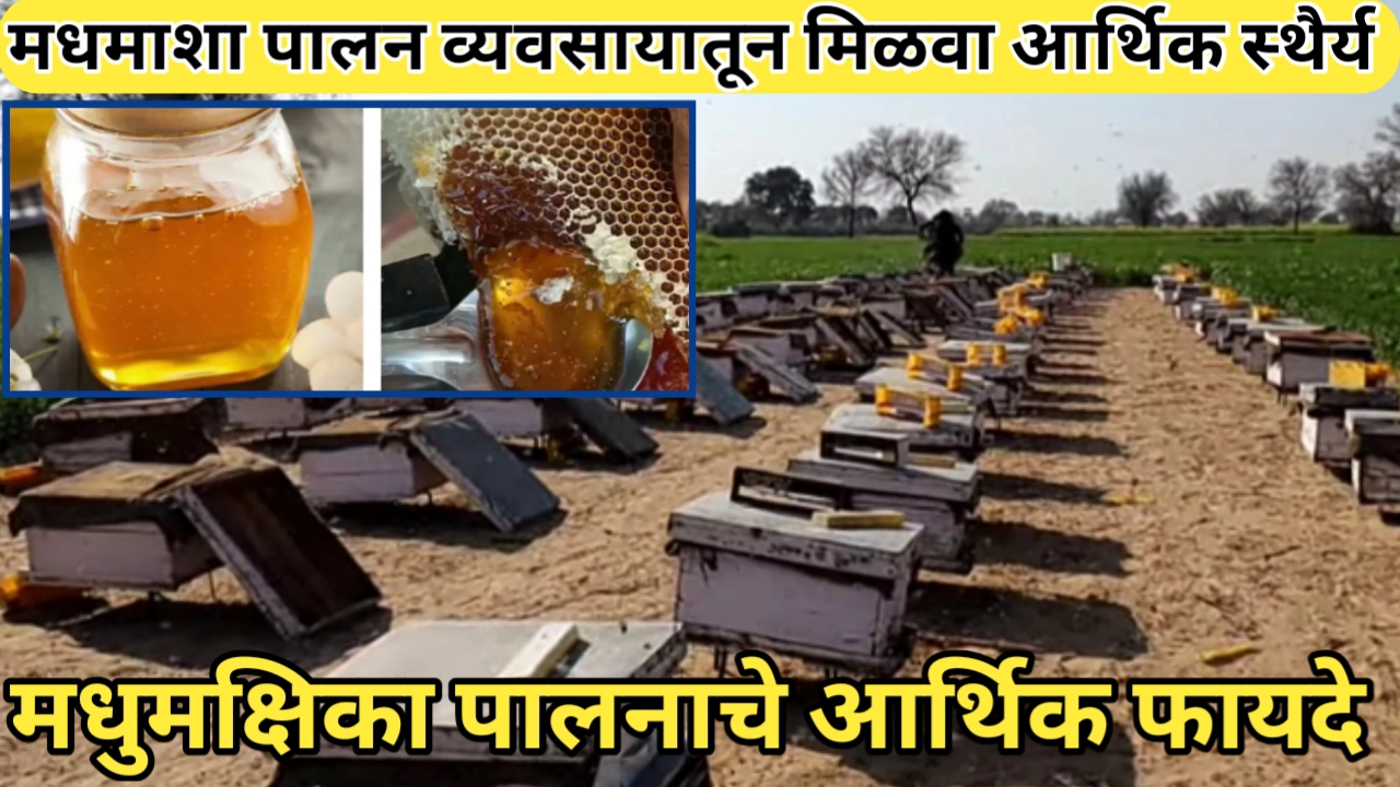 मधमाशा पालन करून मिळवा आर्थिक स्थैर्य, वाचा फायदे