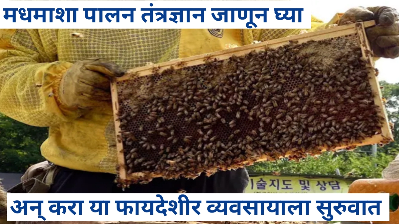 मधमाशा पालनाचे तंत्रज्ञान आत्मसात करून करा मधमाशा पालन