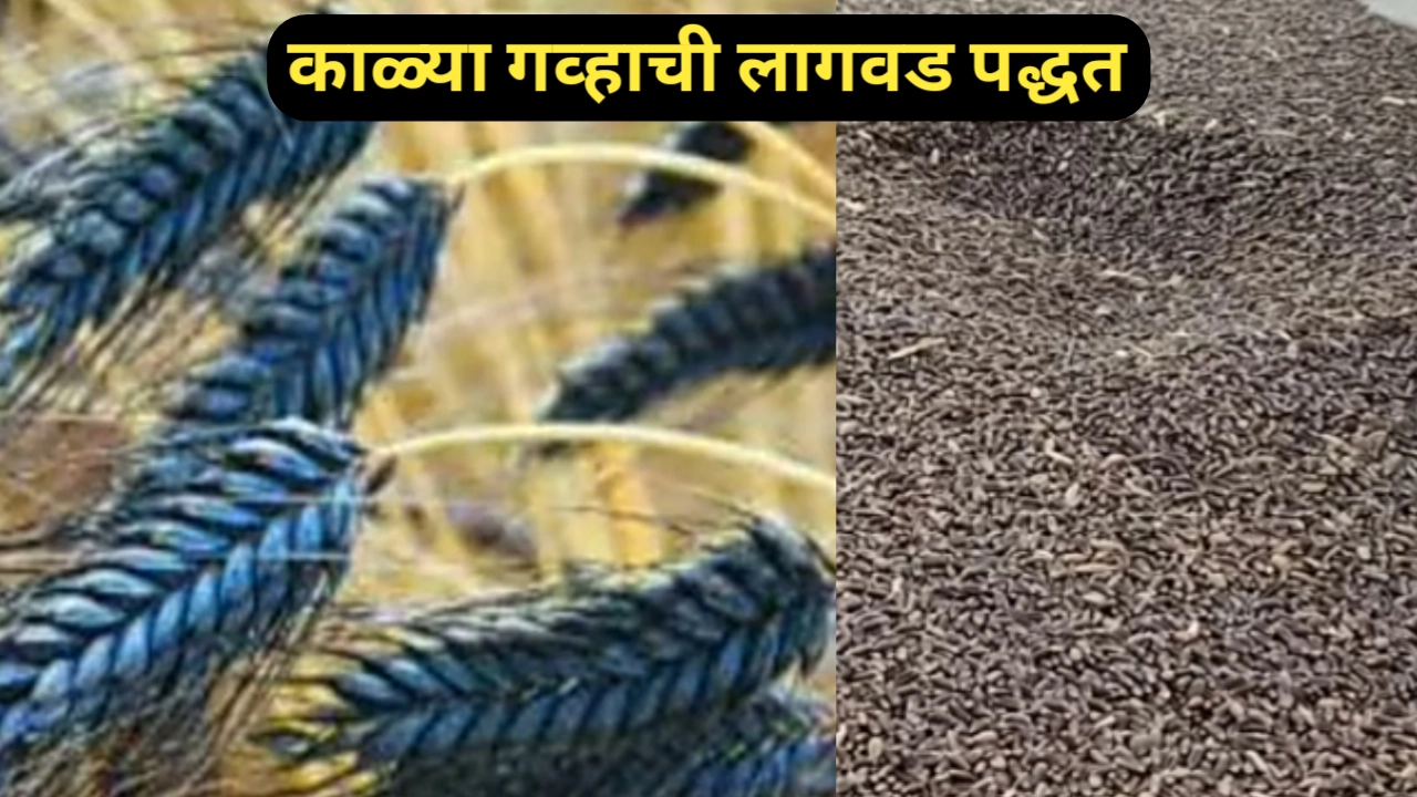 काळा गहू लागवड करण्याची संपूर्ण प्रक्रिया सविस्तर माहिती
