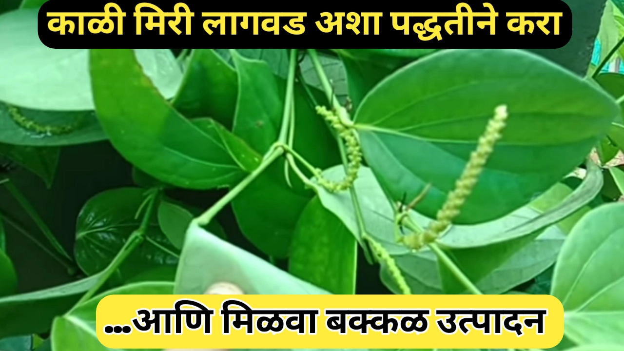 काळी मिरी लागवड: शेतकऱ्यांसाठी सविस्तर मार्गदर्शक