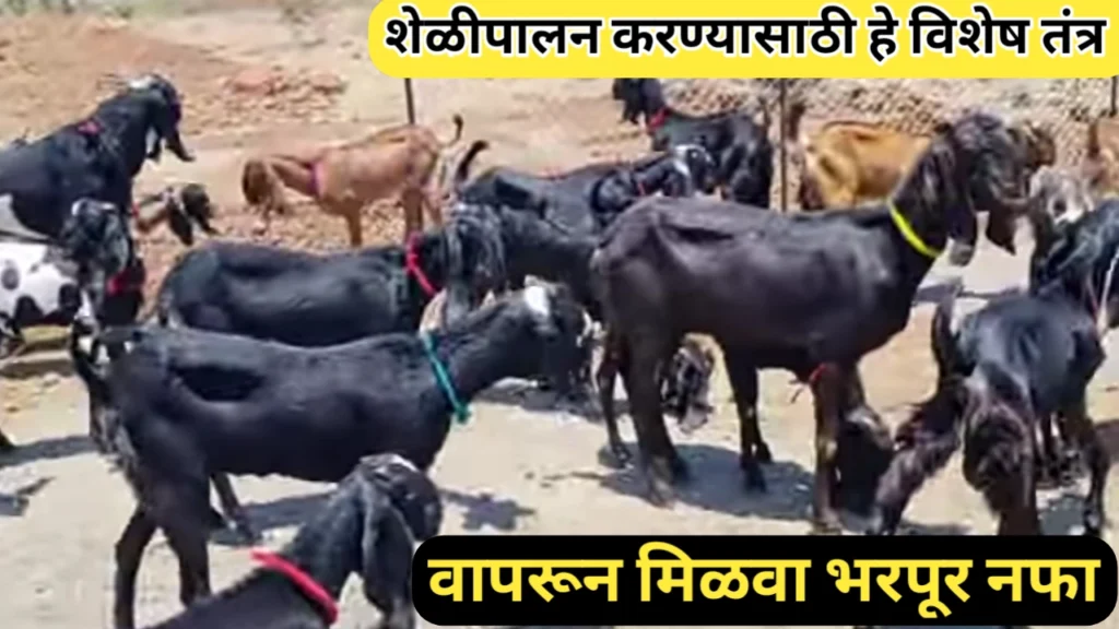 शेळी पालनाचे आधुनिक तंत्रज्ञान: आधुनिक पद्धती जाणून घ्या