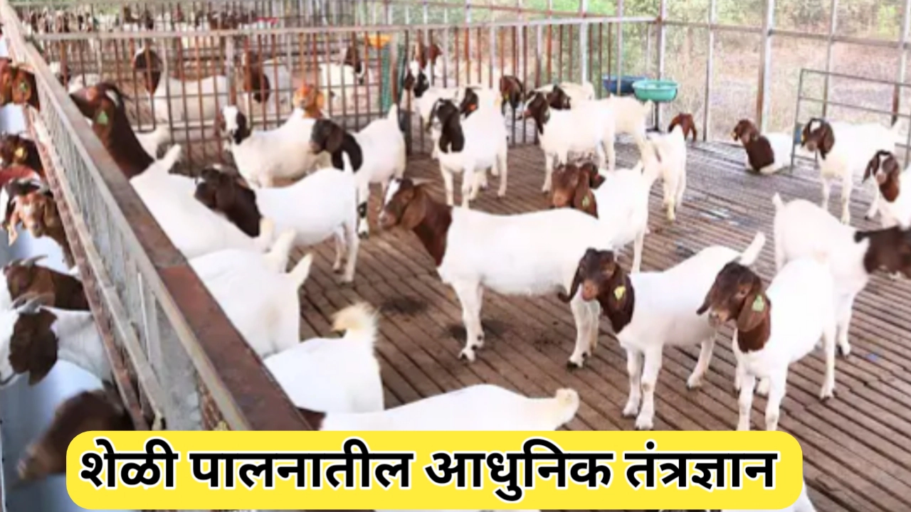 शेळी पालनाचे आधुनिक तंत्रज्ञान: आधुनिक पद्धती जाणून घ्या
