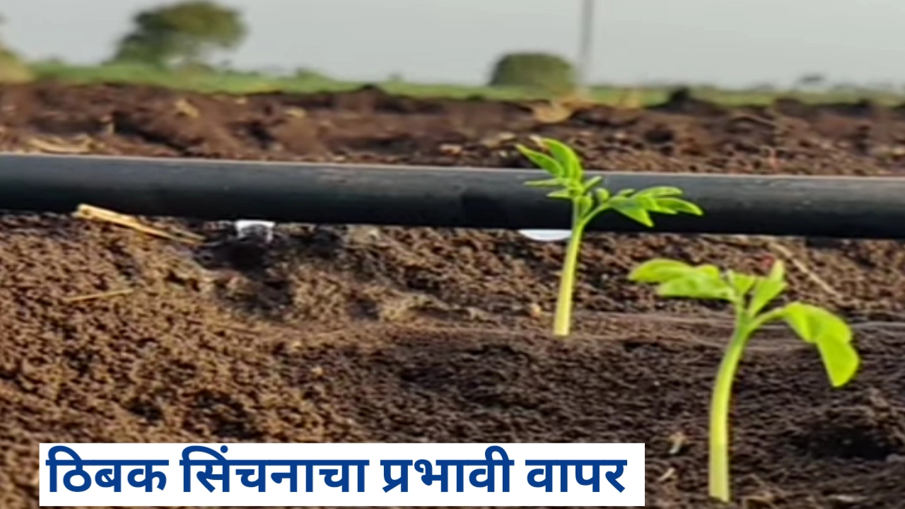 ठिबक सिंचनाचा प्रभावी वापर करण्याचे तंत्र जाणून घ्या