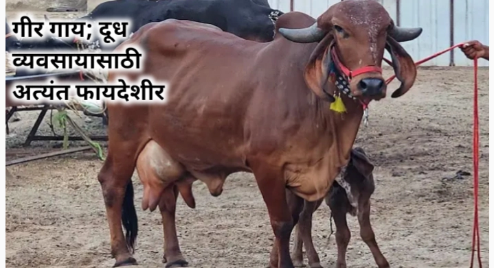 गीर गाय: दुग्ध व्यवसायासाठी जणू दूधाची खाण