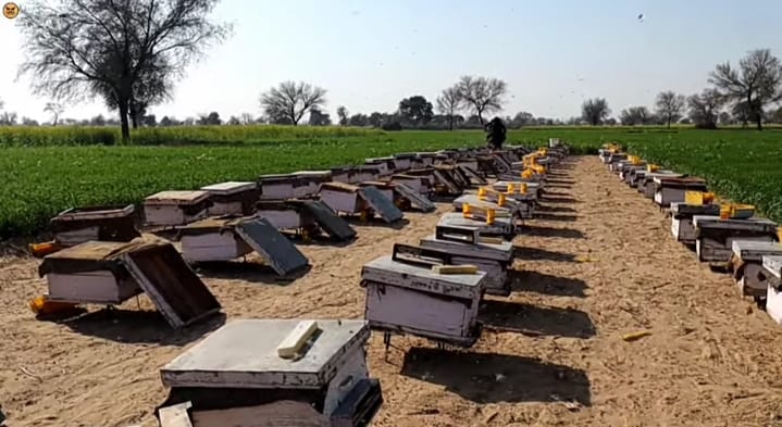 मधमाशा पालनाचे तंत्रज्ञान आत्मसात करून करा मधमाशा पालन