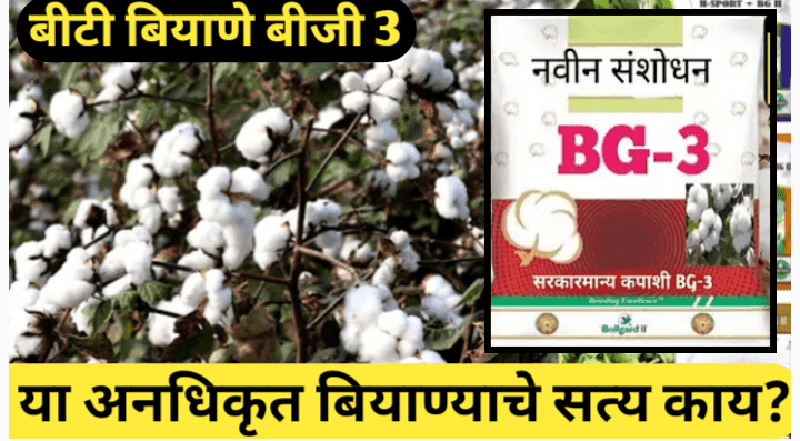 बीटी बियाणे बीजी ३ अनधिकृत का आहे? वापराचे धोके आणि जोखीम