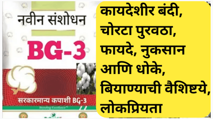 बीटी बियाणे बीजी ३ अनधिकृत का आहे? वापराचे धोके आणि जोखीम