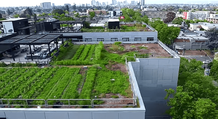 शहरी शेती म्हणजेच छतावरील ऑर्गॅनिक शेती तंत्राचा उदय