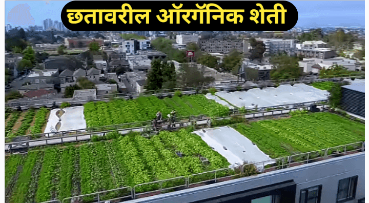 शहरी शेतीचे प्रकार : शहरातील हरित क्रांतीचे विविध स्वरूप*