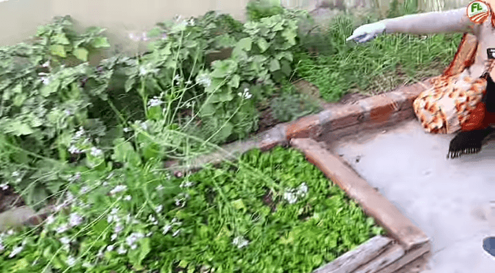 शहरी शेती म्हणजेच छतावरील ऑर्गॅनिक शेती तंत्राचा उदय