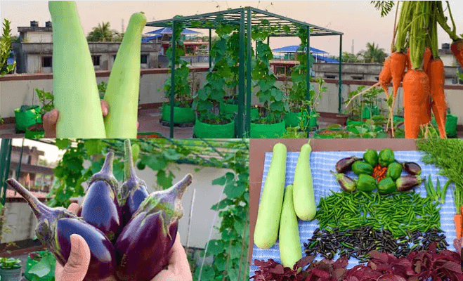 शहरी शेती म्हणजेच छतावरील ऑर्गॅनिक शेती तंत्राचा उदय