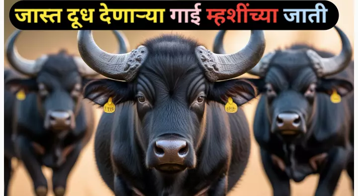 जास्तीत जास्त दूध देणाऱ्या गाय म्हशींच्या जाती; दुग्ध व्यवसायासाठी वरदान