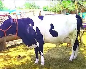 दुग्ध व्यवसायाचे फायदे जाणून घेऊन व्यवसायाचा करा श्रीगणेशा