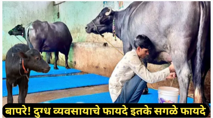 दुग्ध व्यवसायाचे फायदे जाणून घेऊन व्यवसायाचा करा श्रीगणेशा