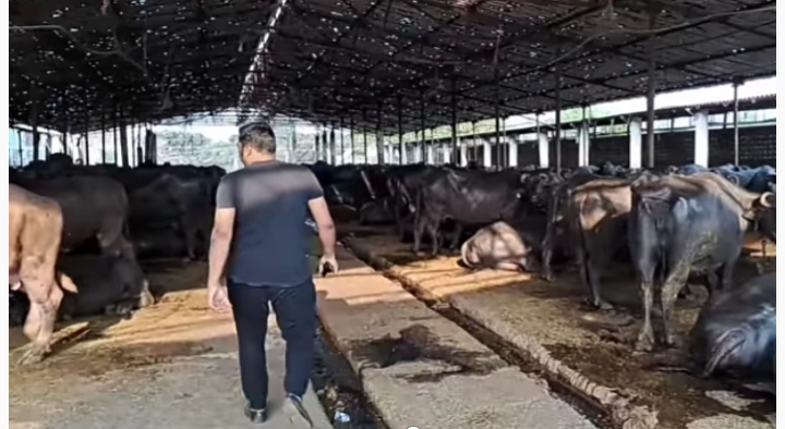 दुग्ध व्यवसायात भरघोस नफा मिळविण्याचे तंत्र