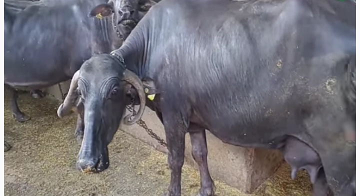 दुग्ध व्यवसायात भरघोस नफा मिळविण्याचे तंत्र