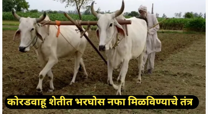 कोरडवाहू शेतीत भरघोस नफा मिळविण्याचे तंत्र देईल बक्कळ उत्पादन