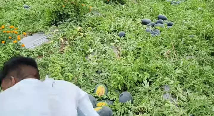 वाढते शेतमजुरीचे दर बघून शेतकरी हवालदिल