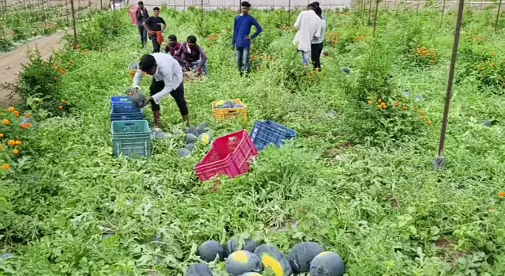 शेतकरी आंदोलनाचा इतिहास; सविस्तर विश्लेषण 