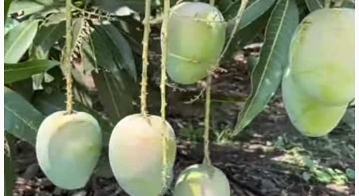 केशर आंब्याची शेती, यशस्वी शेतकरी संपुर्ण माहिती 