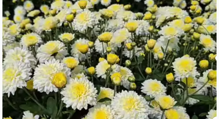 प्लास्टिक फुलांवरील बंदीमुळे फुल उत्पादक शेतकऱ्यांना फायदा होणार