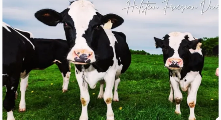 पारंपरिक आणि आधुनिक पशुपालनाची उद्दिष्टे व दृष्टिकोन