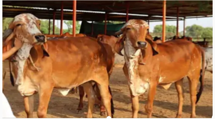 पशुधन योजनेसाठी लाखो अर्ज प्राप्त; उरले थोडेच दिवस