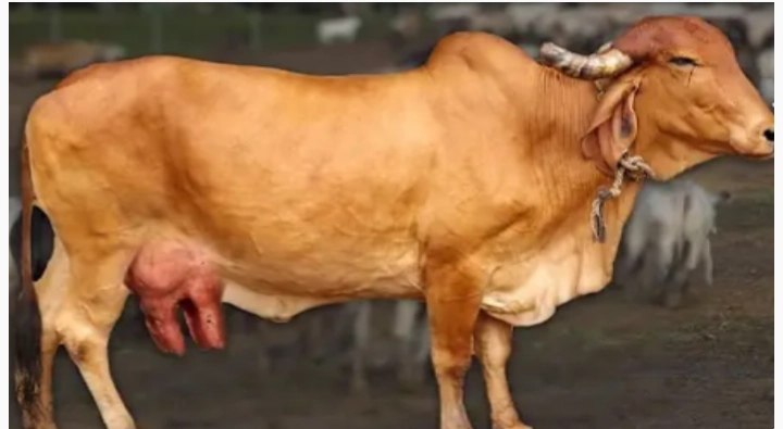 गाईच्या दूध उत्पादनात भारत प्रथम क्रमांकावर, मात्र दूध उत्पादकांना योग्य मोबदला मिळतोय का?