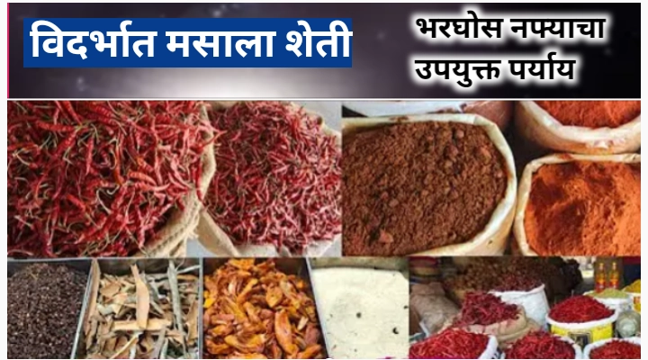 विदर्भात मसाल्याची शेती: शाश्वत आणि फायदेशीर शेतीचा एक नवीन मार्ग