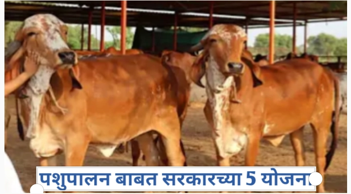 पशुपालन बाबत सरकारच्या 5 योजना कोणत्या? सविस्तर माहिती
