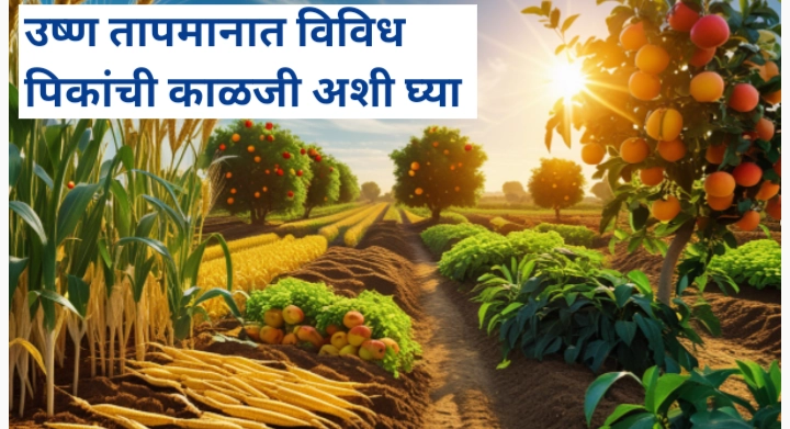 उष्ण तापमानात पिकांची काळजी अशाप्रकारे घ्या