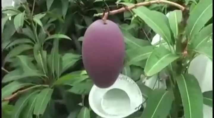 तीन लाख रुपये किमतीचा मियाझाकी आंबा पिकविणारा शेतकरी