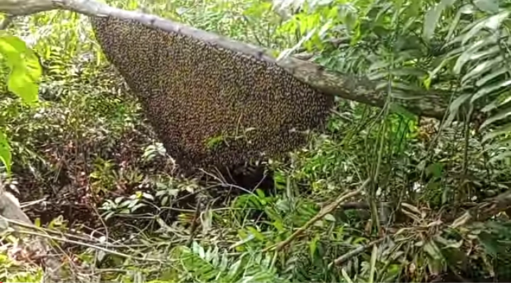 मधमाशा पालन व्यवसायात यश: हिमाचलच्या युवकांच्या आयुष्यातील मधुर क्रांती