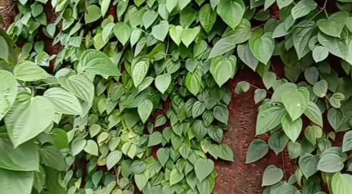 काळी मिरी लागवड: शेतकऱ्यांसाठी सविस्तर मार्गदर्शक