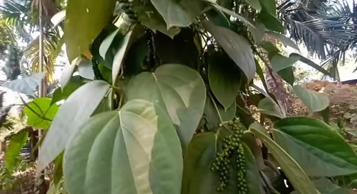 काळी मिरी लागवड: शेतकऱ्यांसाठी सविस्तर मार्गदर्शक