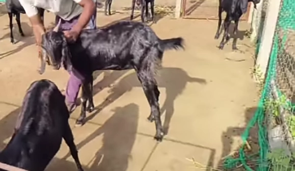 शेळी पालन अनुदान योजना