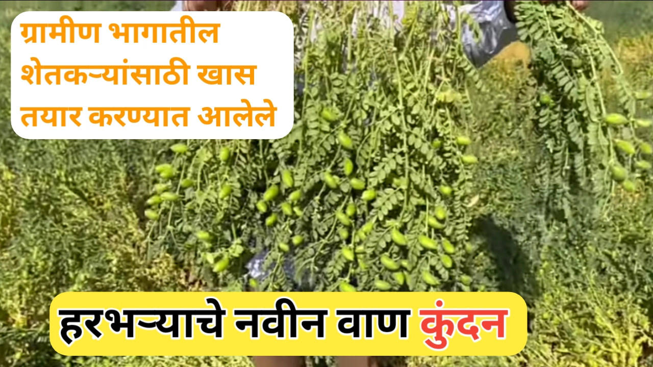 हरभऱ्याचे नवीन वाण "कुंदन": ग्रामीण शेतीतील क्रांतीचा पाया