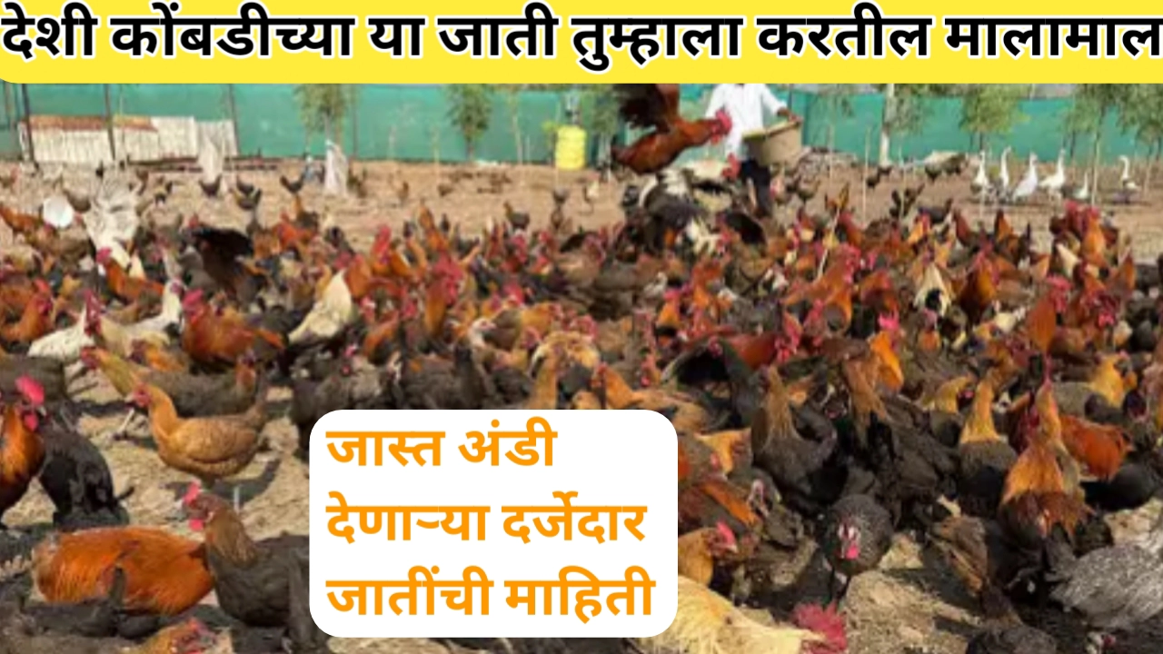 देशी कोंबड्यांच्या सुधारीत जाती: ग्रामीण शेतकऱ्यांचा आधार