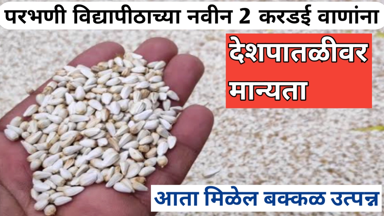 परभणी विद्यापीठाच्या नवीन २ करडई वाणांना देशपातळीवर मान्यता