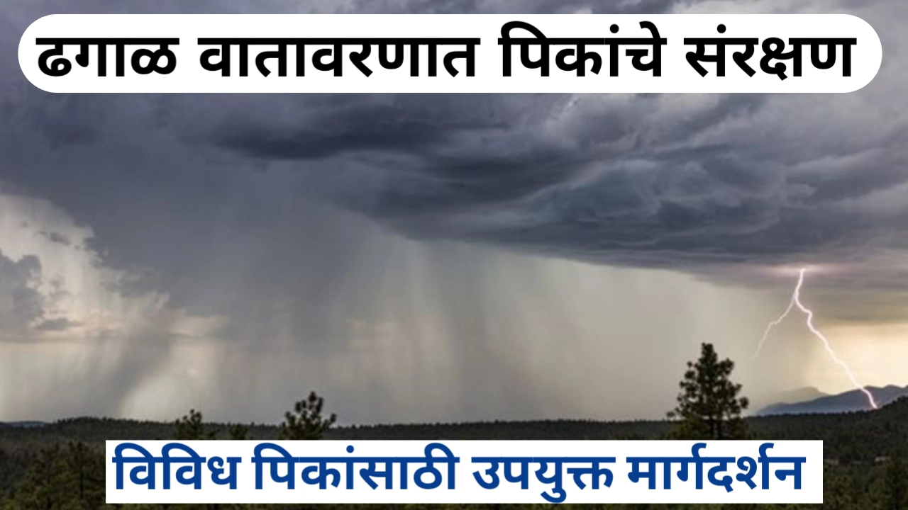 बदलत्या हवामानात पिकांचे संरक्षण; विवीध पिकांसाठी मार्गदर्शन
