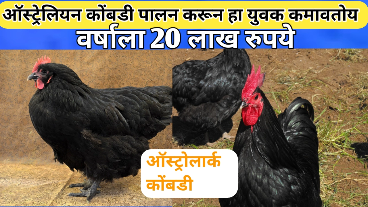 ऑस्ट्रेलियन कोंबडी पालन करून लखपती झालेल्या युवकाची यशकथा