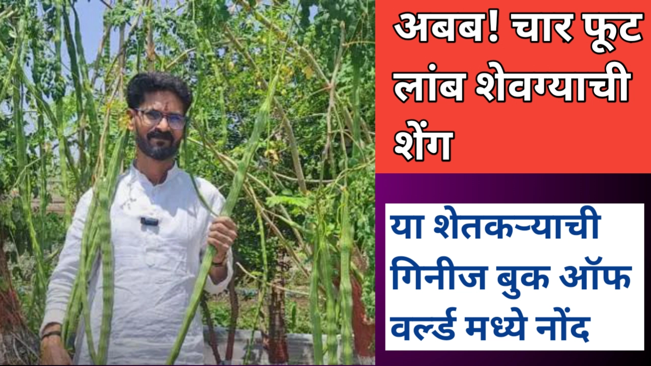 चार फूट लांब शेवग्याची शेंग: गिनीज बुक ऑफ वर्ल्ड मध्ये नोंद