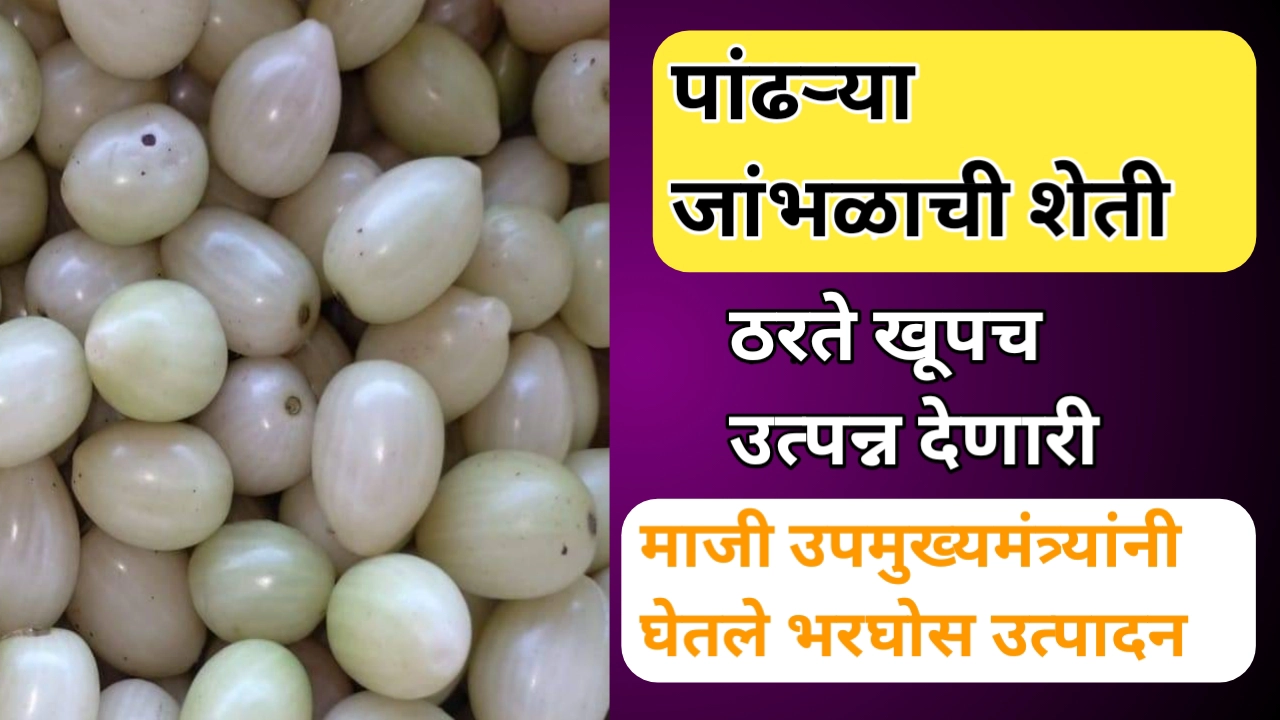 माजी उपमुख्यमंत्र्यांनी यशस्वी केली पांढऱ्या जांभळाची शेती