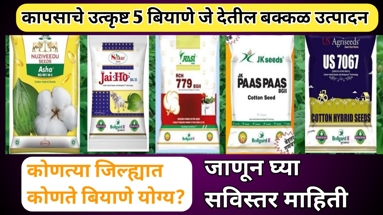 या कापसाच्या उत्कृष्ट बियाण्यांच्या जाती देतात बक्कळ उत्पादन