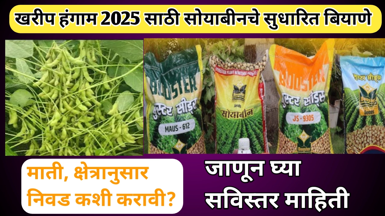 लागवडीसाठी शिफारस केलेल्या सोयाबीनच्या सुधारित जाती