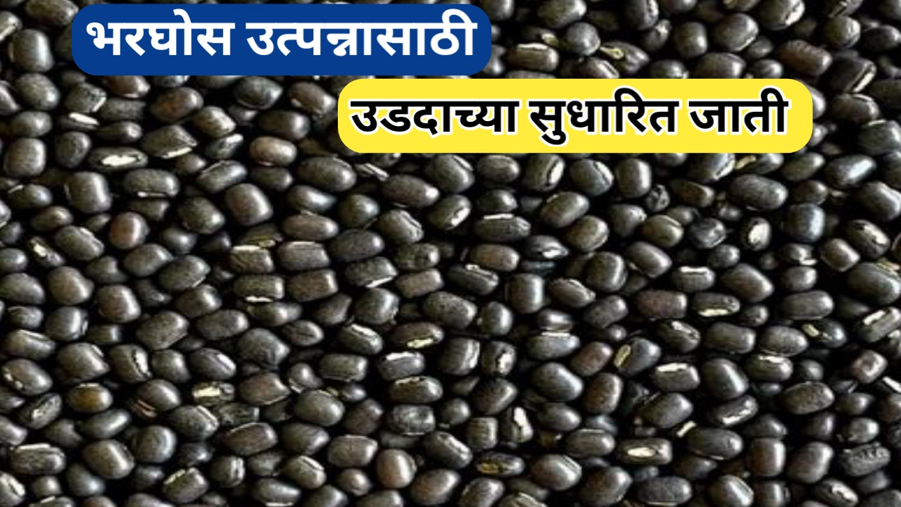 उडीद बियाणे कोणते चांगले? लागवड कशी करावी? सविस्तर मार्गदर्शन