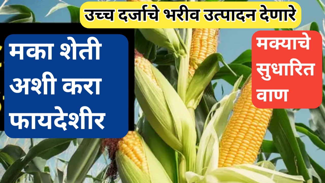 मक्याचे सुधारित वाण; मका शेती अशी करा यशस्वी