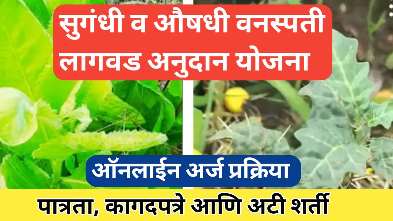 औषधी व सुगंधी वनस्पती लागवड अनुदान योजना; असा करा ऑनलाईन अर्ज