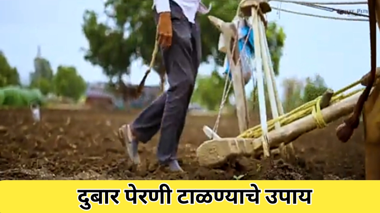 खरीप हंगामात दुबार पेरणी टाळण्याचे उपाय आणि बियाण्यांची योग्य तयारी